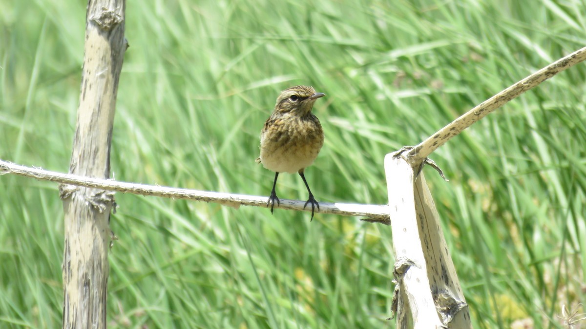 Whinchat - ML244353521