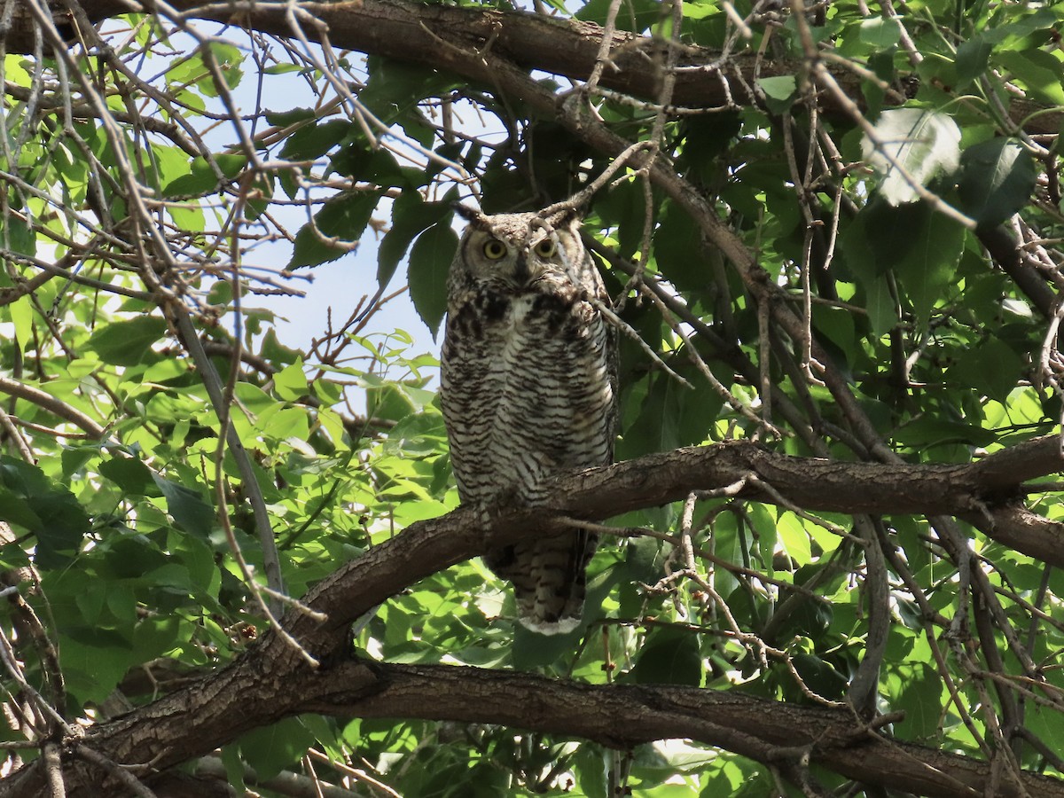 Great Horned Owl - ML244354771