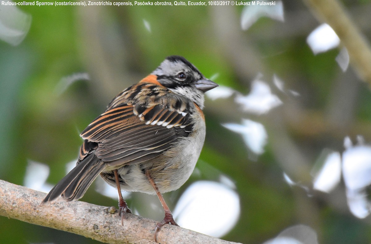 Rufous-collared Sparrow (Rufous-collared) - ML244358161