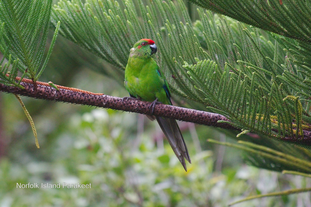 Norfolk Island Parakeet - Keith Cowton
