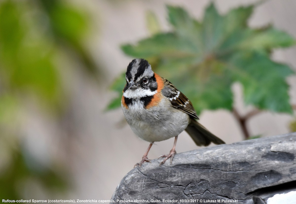 Rufous-collared Sparrow (Rufous-collared) - ML244358771