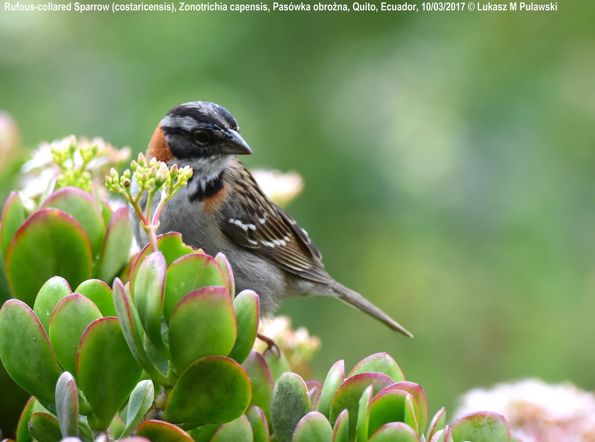 Rufous-collared Sparrow (Rufous-collared) - ML244359321