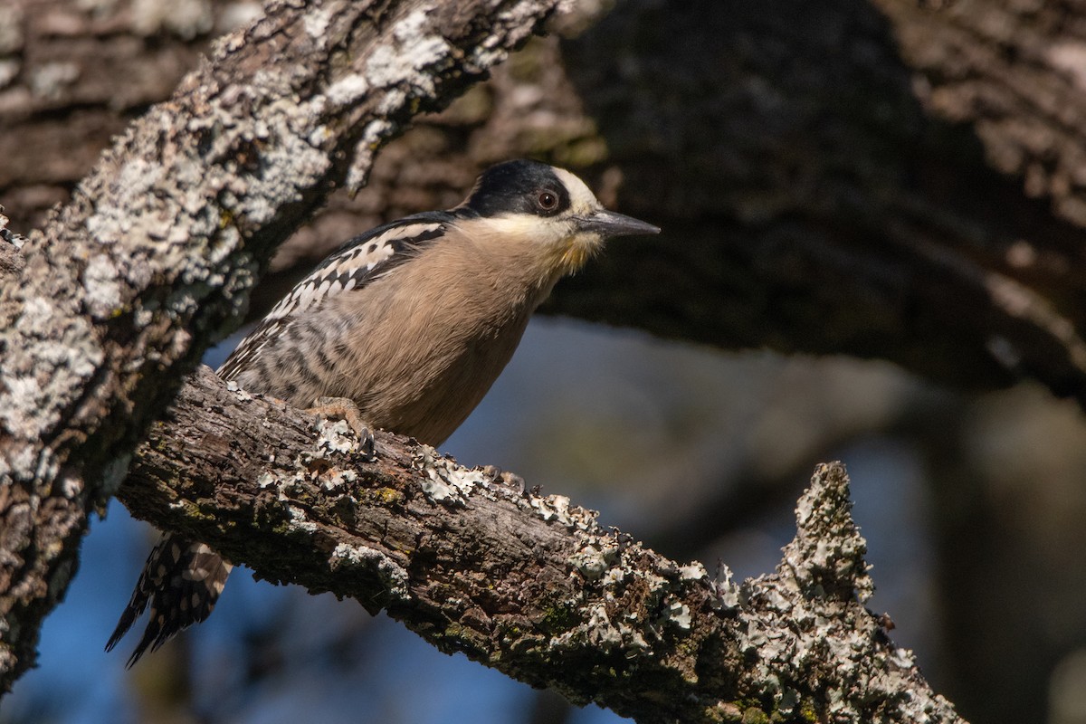 White-fronted Woodpecker - ML244369291