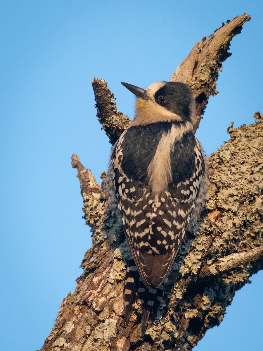 White-fronted Woodpecker - Pablo Re