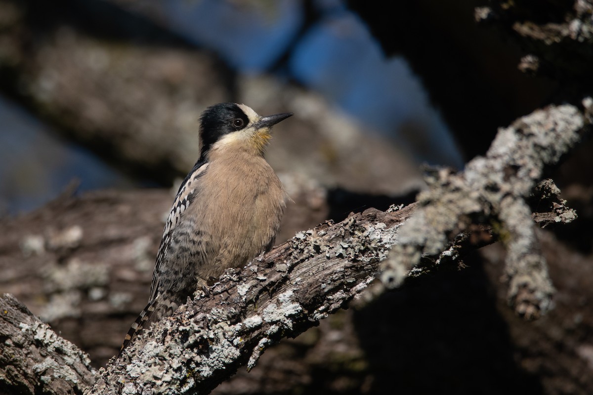 White-fronted Woodpecker - ML244369431