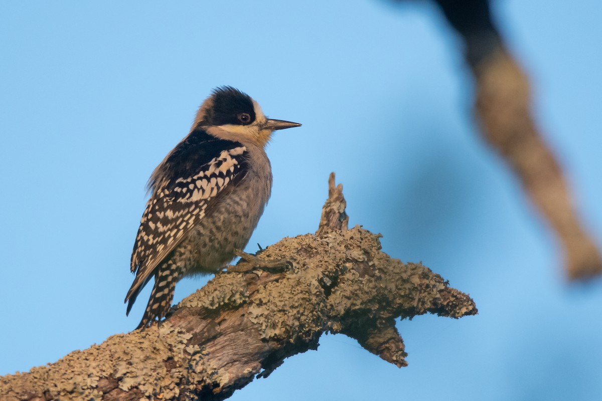 White-fronted Woodpecker - ML244369451