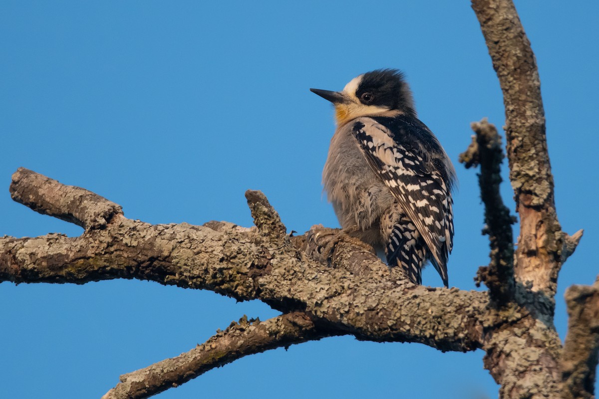 White-fronted Woodpecker - ML244369531