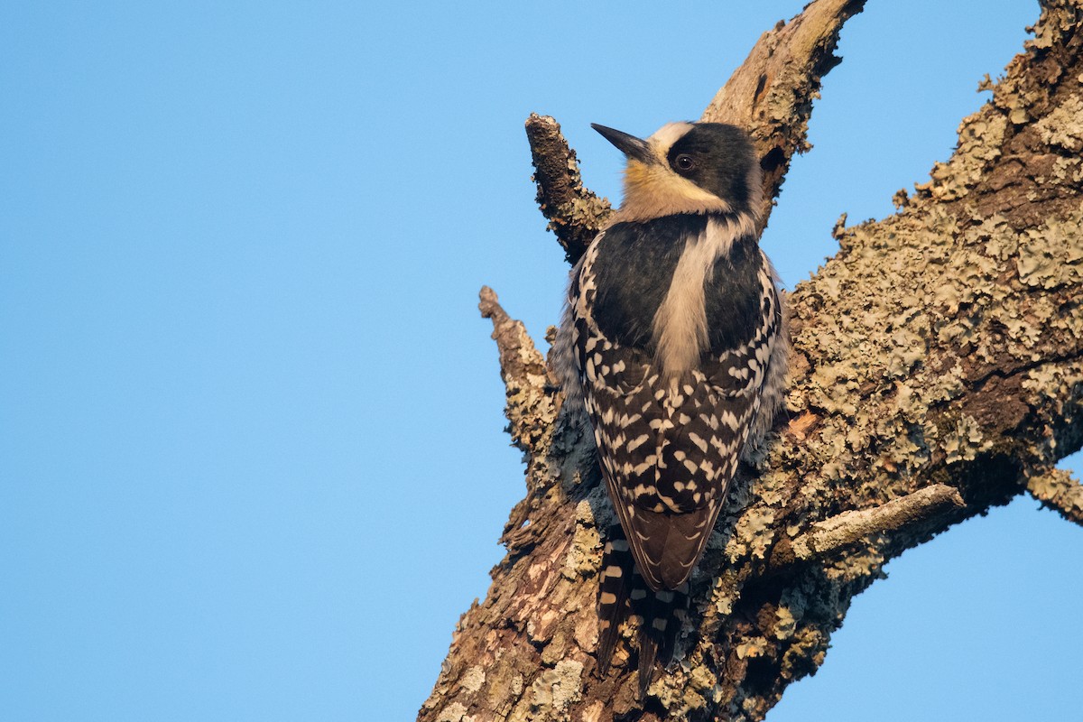 White-fronted Woodpecker - ML244369571