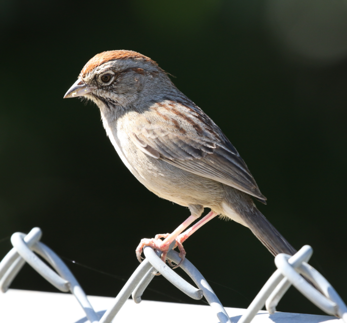 Rufous-crowned Sparrow - C. Jackson
