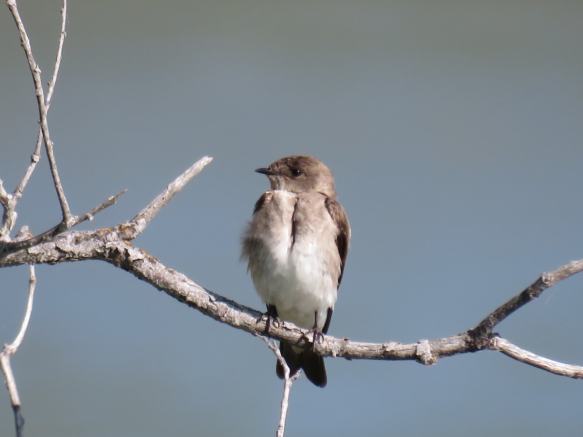 Northern Rough-winged Swallow - RB Birder