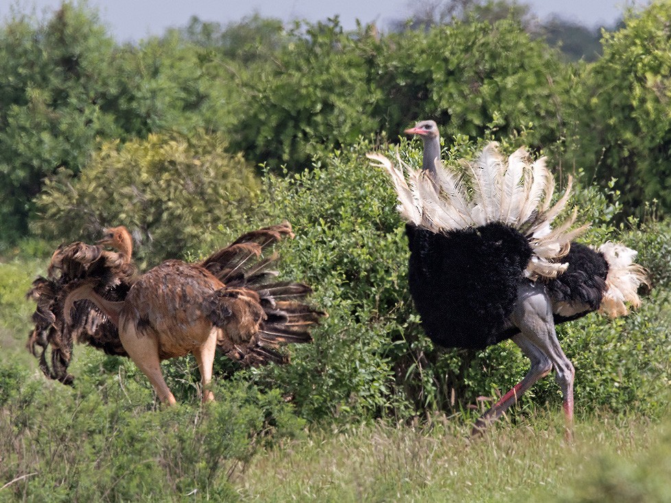 Somali Ostrich - Lars Petersson | My World of Bird Photography