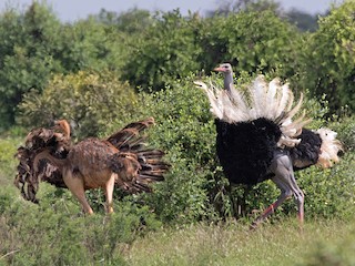 Somali Ostrich - eBird