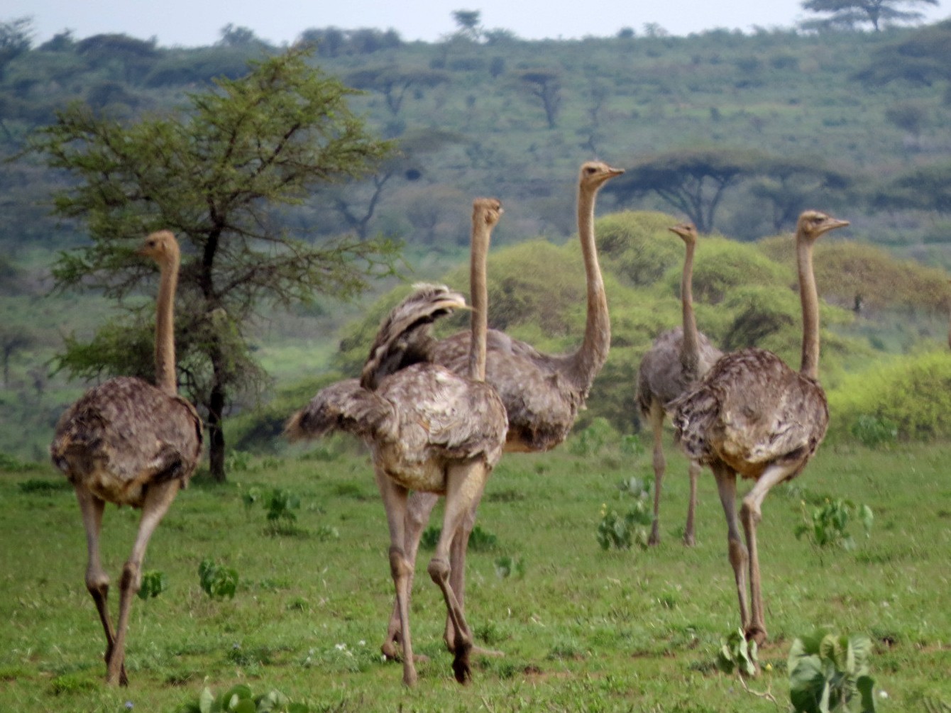 Somali Ostrich - Bruce Barrett