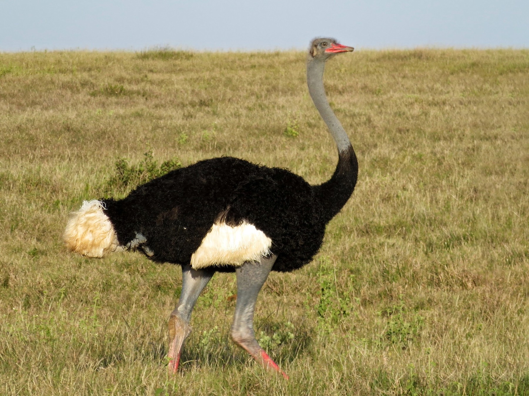 Somali Ostrich - Jasdev Imani