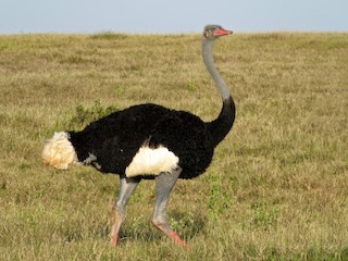 Somali Ostrich - eBird