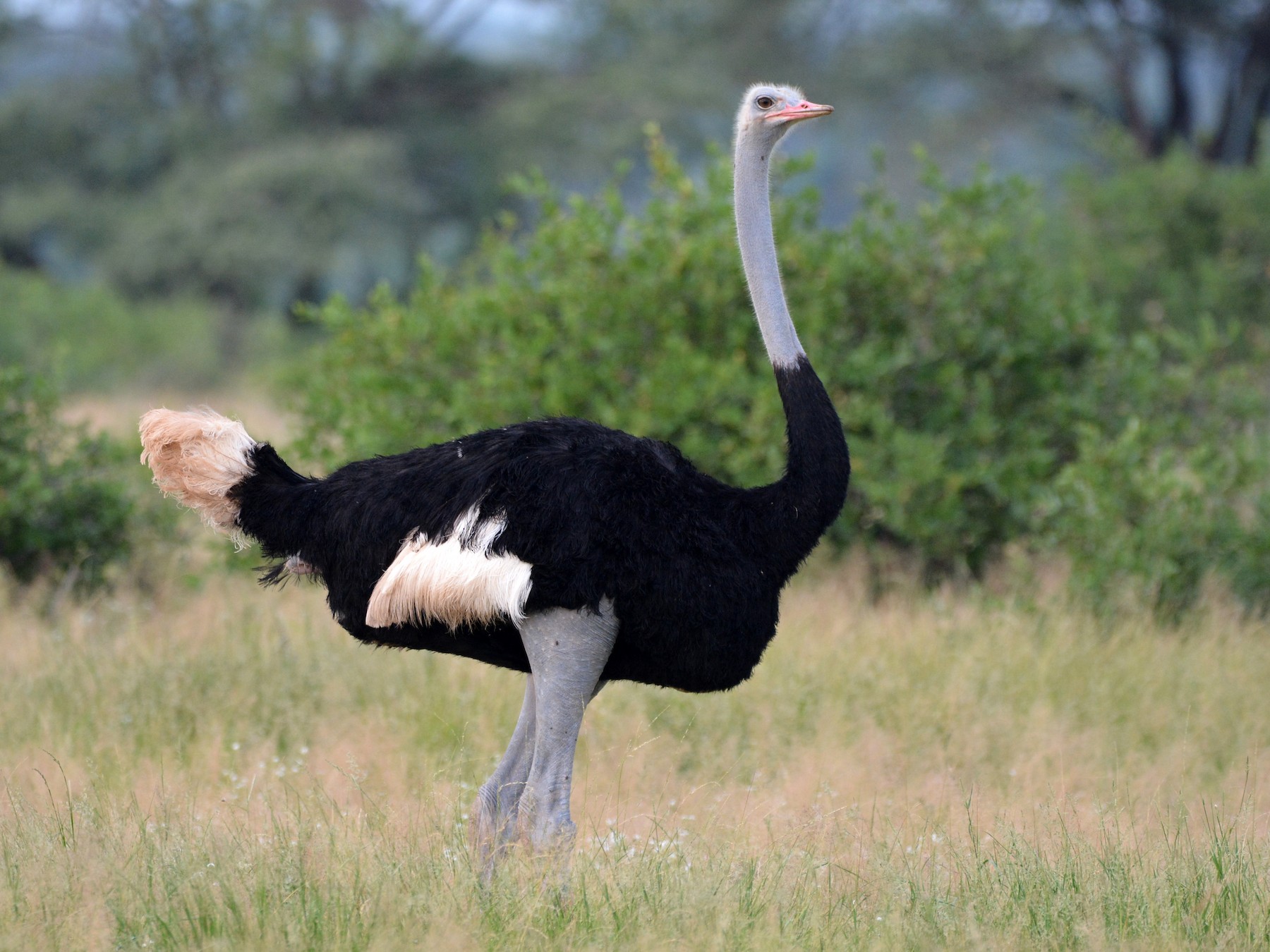 Somali Ostrich - Dan Bormann