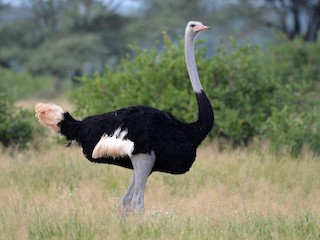  - Somali Ostrich