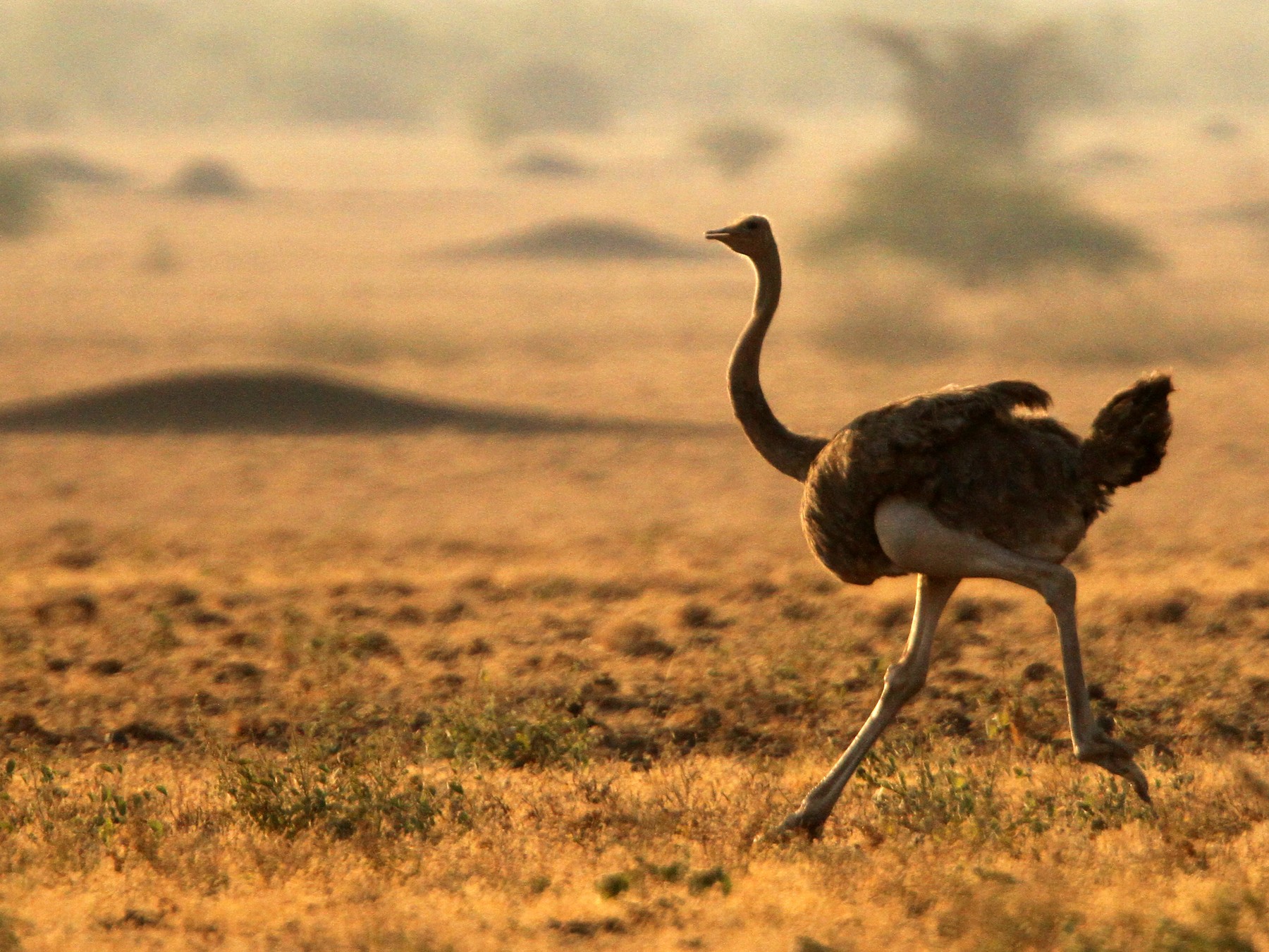 Somali Ostrich - Luke Seitz