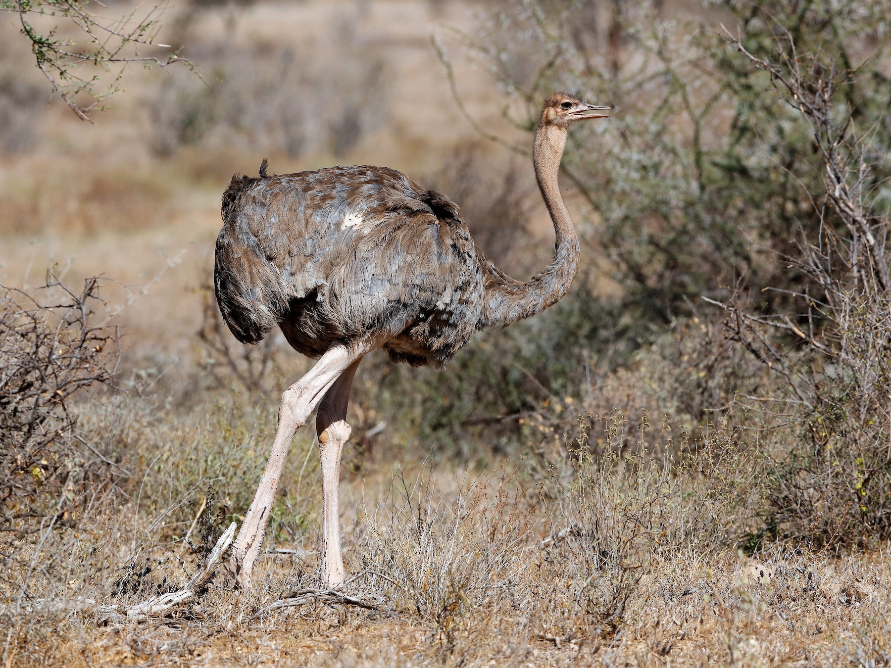 Somali Ostrich - Holger Teichmann