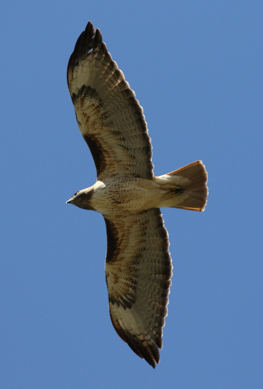 Red-tailed Hawk - C. Jackson