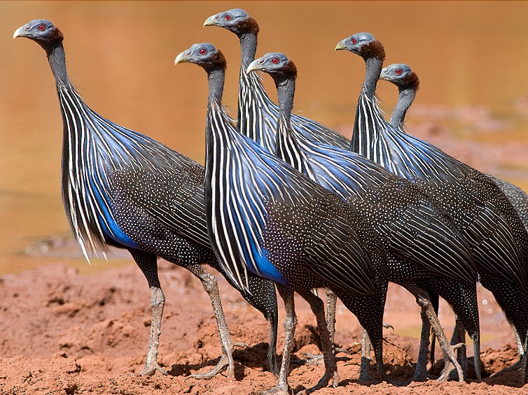 バルチュリンギニア ガレナ Vulturine Guineafowl-