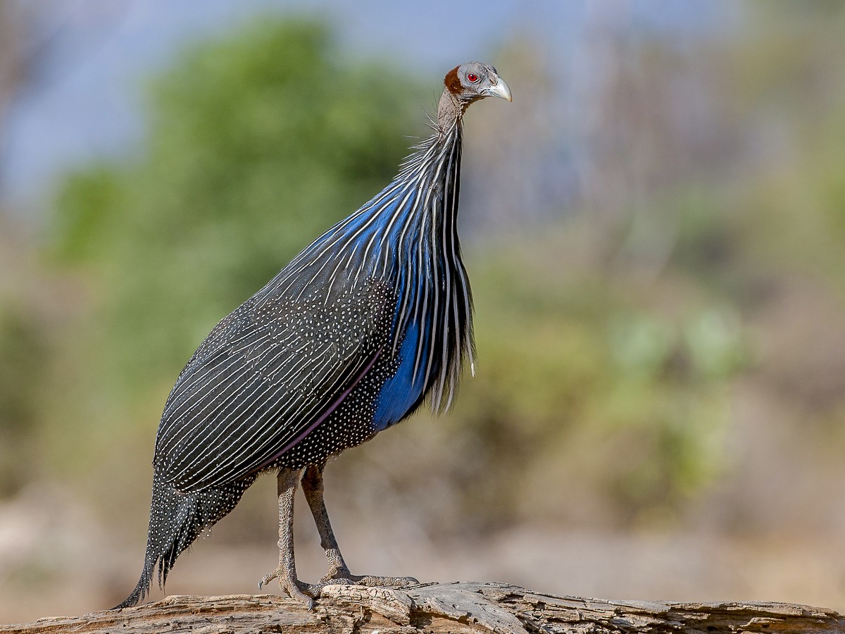 フサホロホロチョウ - eBird