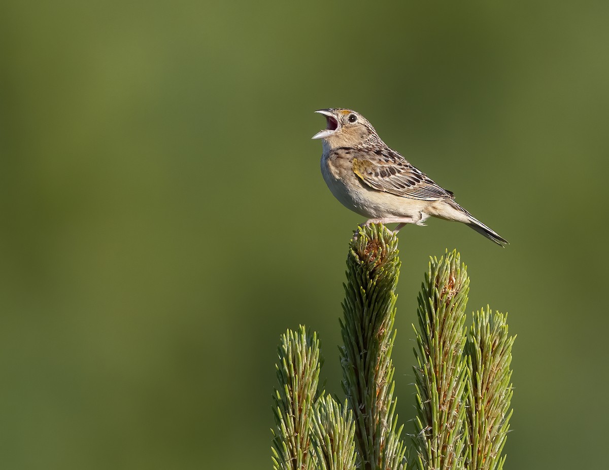 Grasshopper Sparrow - ML244384561