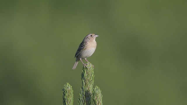 Grasshopper Sparrow - ML244385051