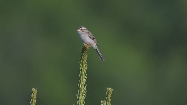Clay-colored Sparrow - ML244386931