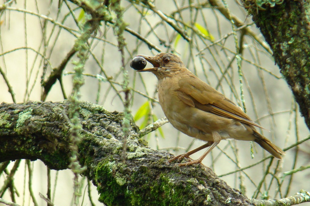 Pale-breasted Thrush - ML244387841