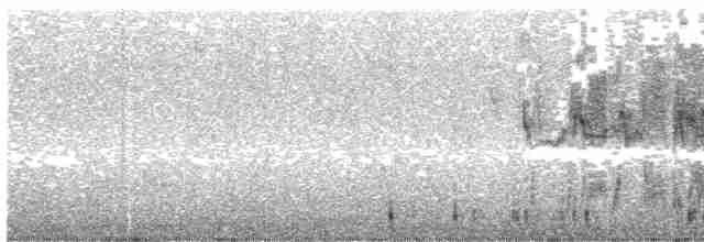 Белокрылая вдовка - ML244389