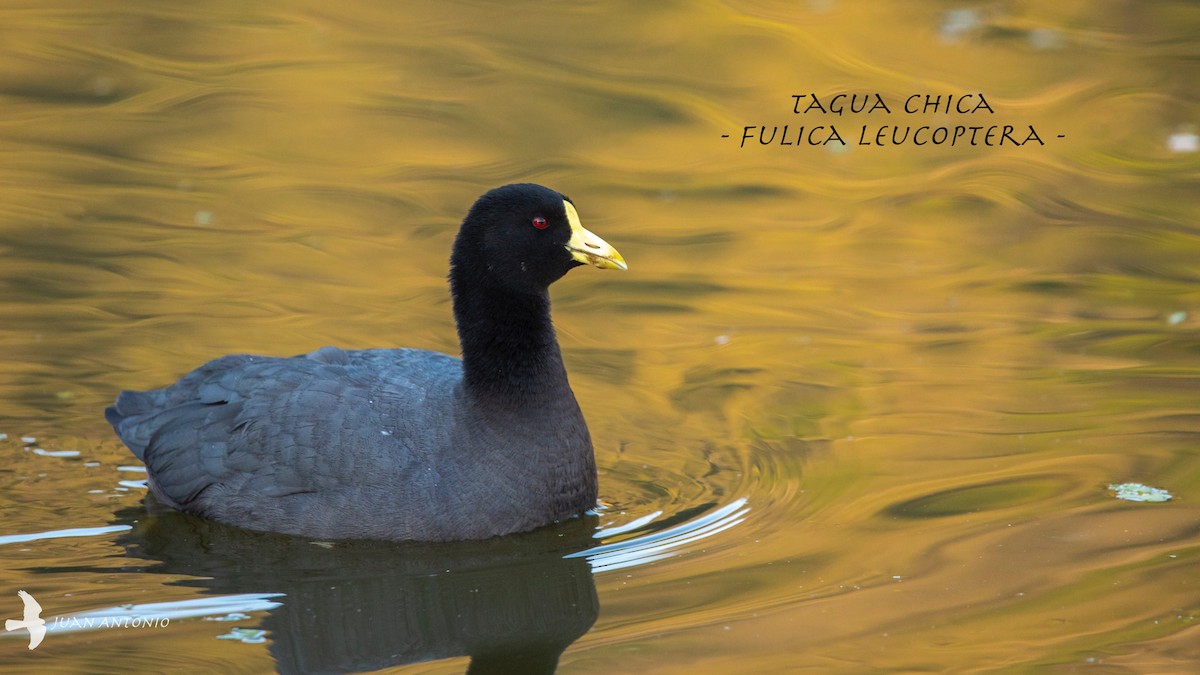 White-winged Coot - ML244391081