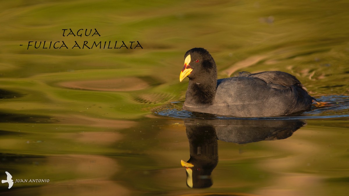 Red-gartered Coot - ML244391741