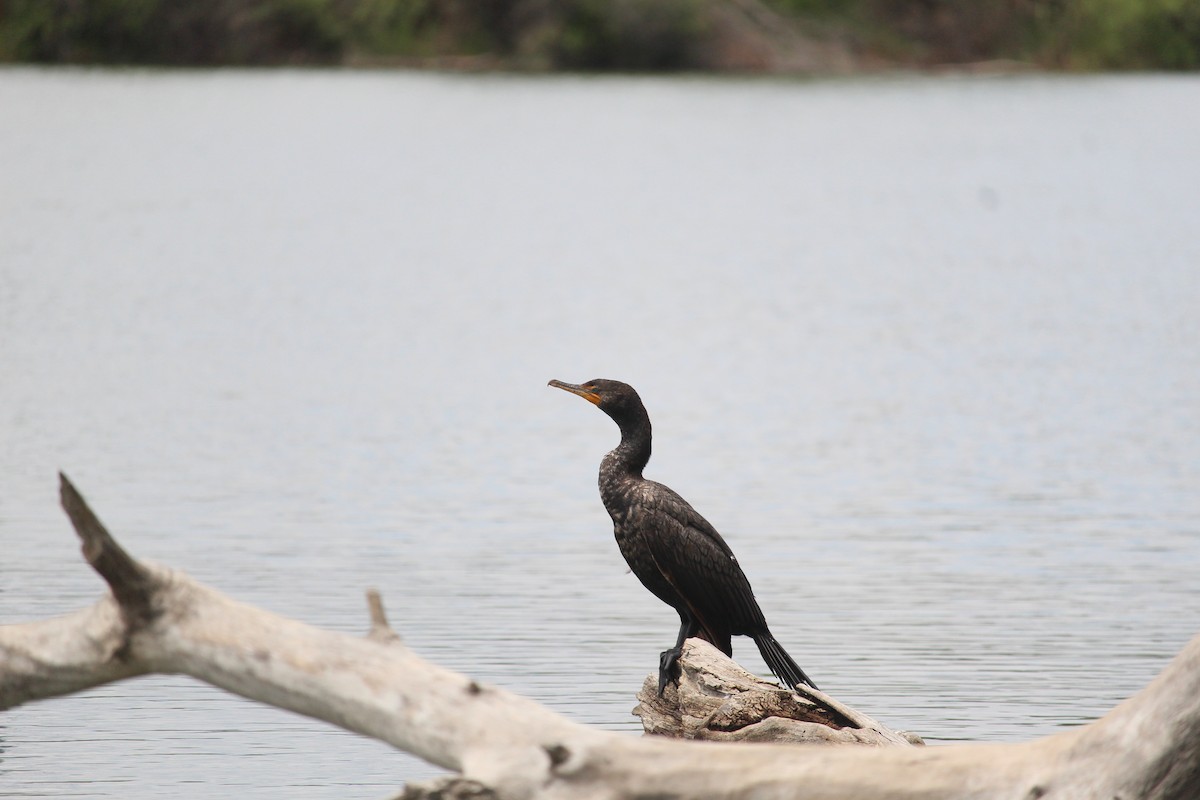 Double-crested Cormorant - Caleb Alons