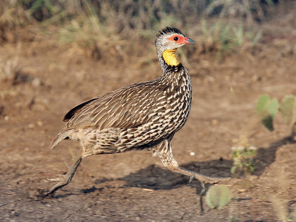 Yellow-necked Spurfowl - Lars Petersson