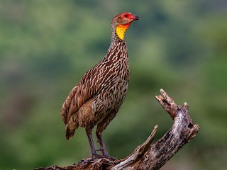  - Yellow-necked Francolin