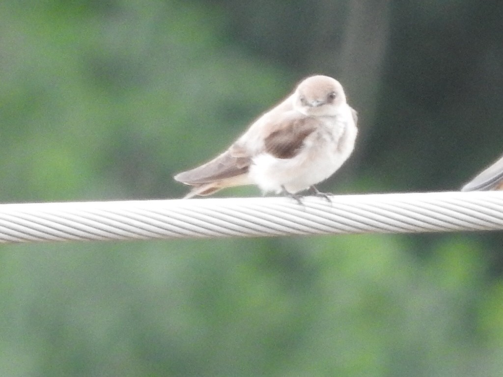 Northern Rough-winged Swallow - ML244396291