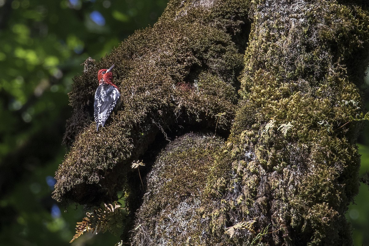 Red-breasted Sapsucker - ML244398121