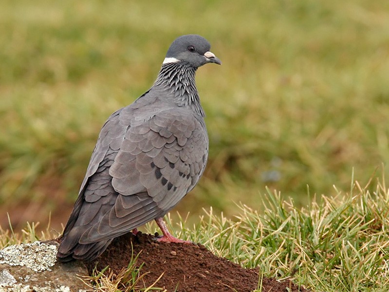 White-collared Pigeon - Lars Petersson | My World of Bird Photography