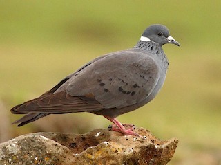  - White-collared Pigeon