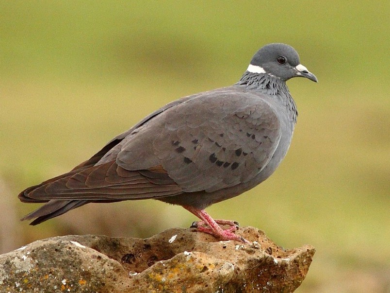 White Collared Pigeon Ebird