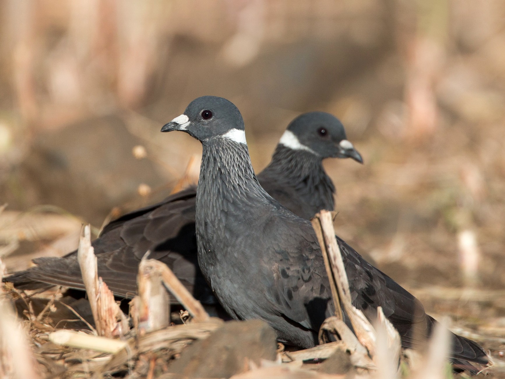 Whitecollared Pigeon eBird