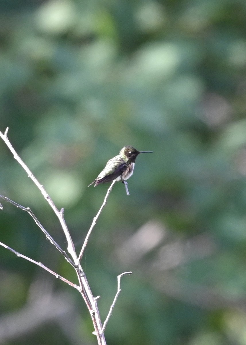 eBird Checklist - 19 Jun 2020 - Sax-Zim Bog - 25 species