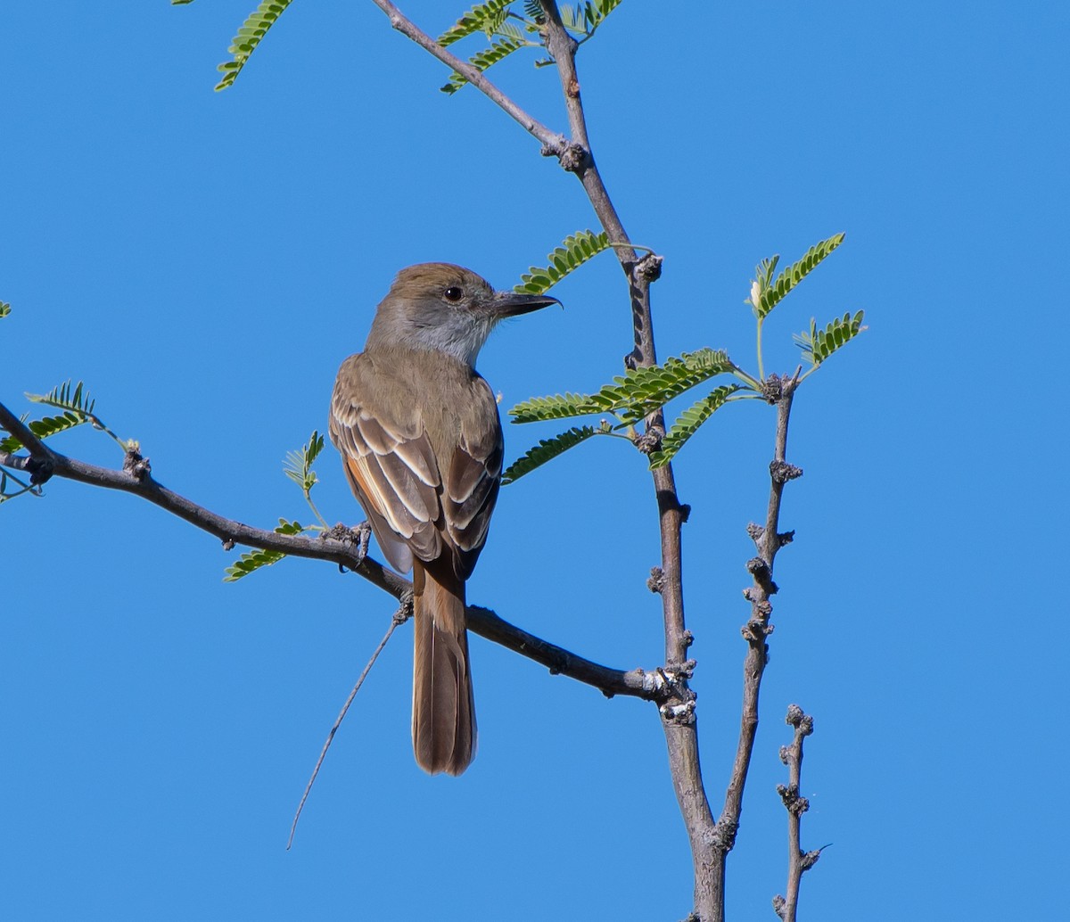 Brown-crested Flycatcher - Mary McSparen