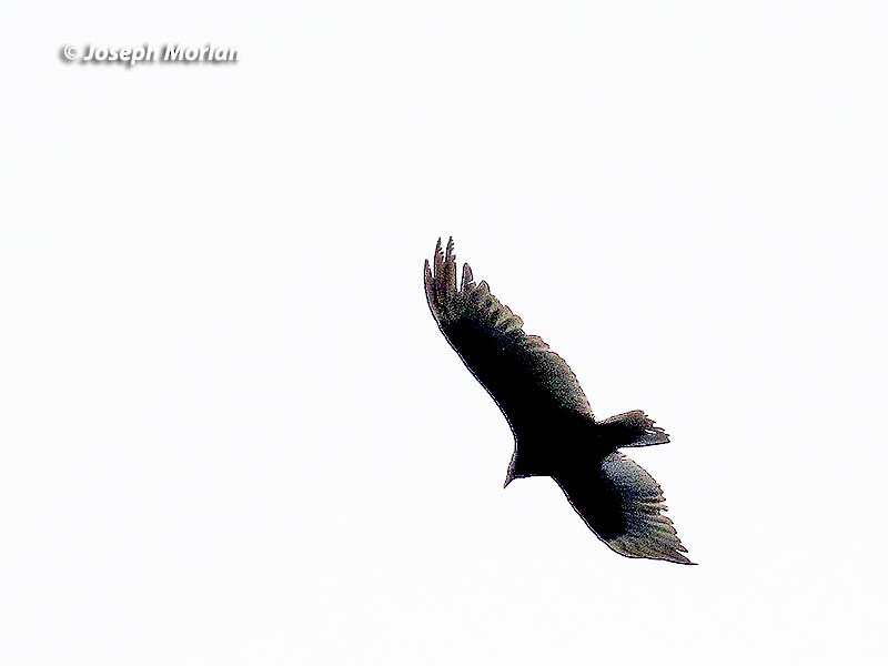 Turkey Vulture - ML244409401