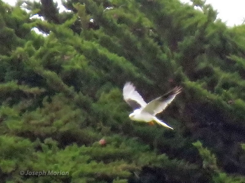 White-tailed Kite - ML244409441