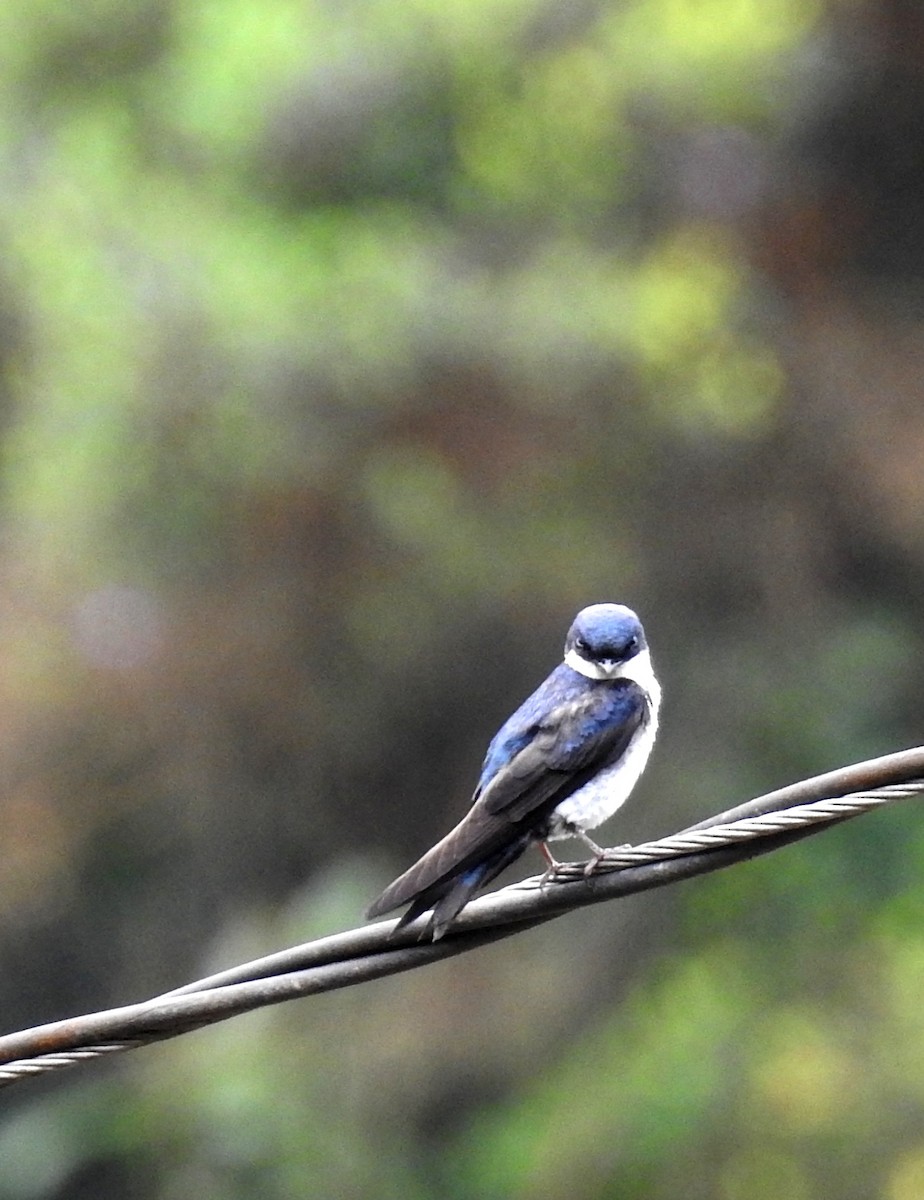 Blue-and-white Swallow - fabian castillo