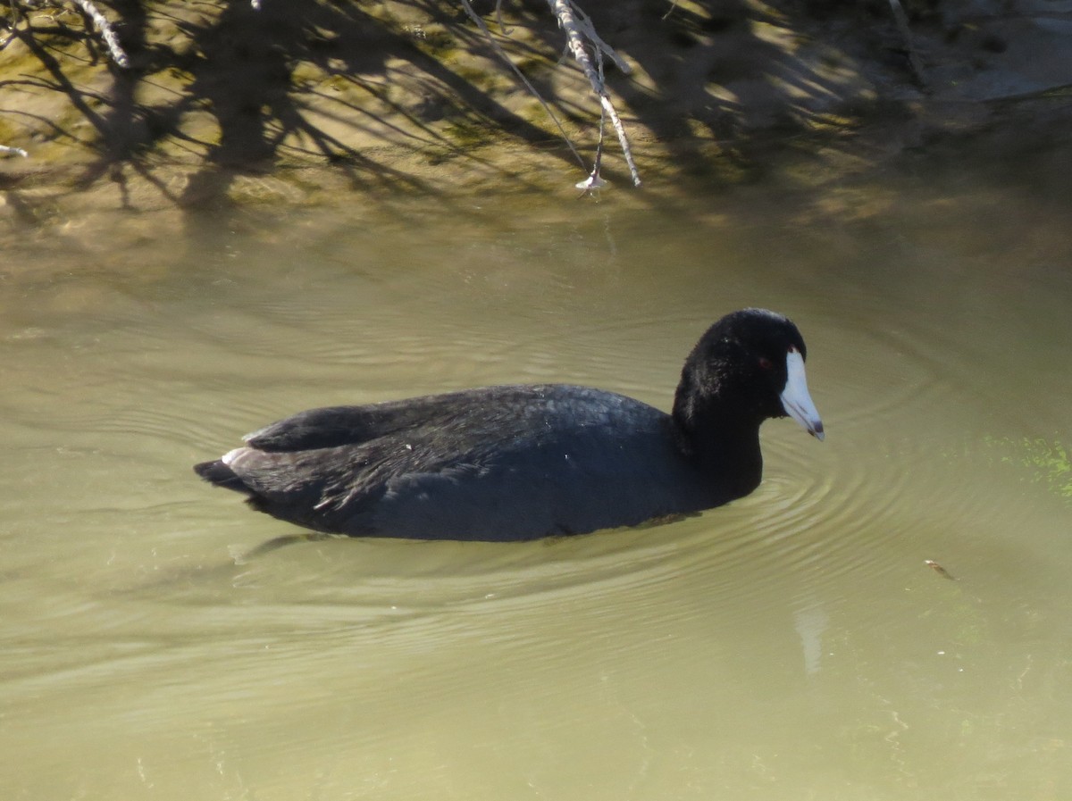 American Coot (Red-shielded) - ML24441641