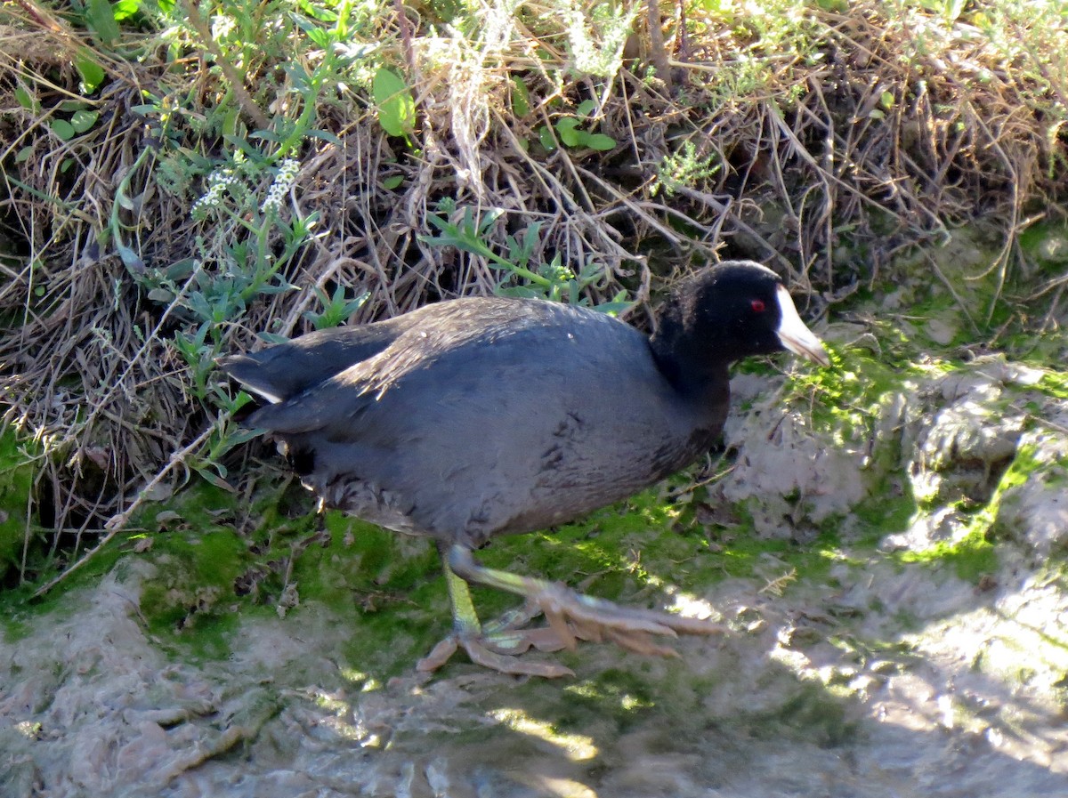 American Coot (Red-shielded) - ML24441651