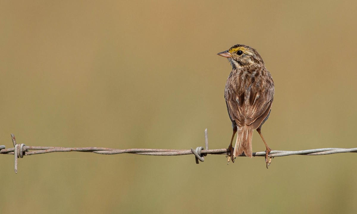 Savannah Sparrow (Savannah) - ML244417071